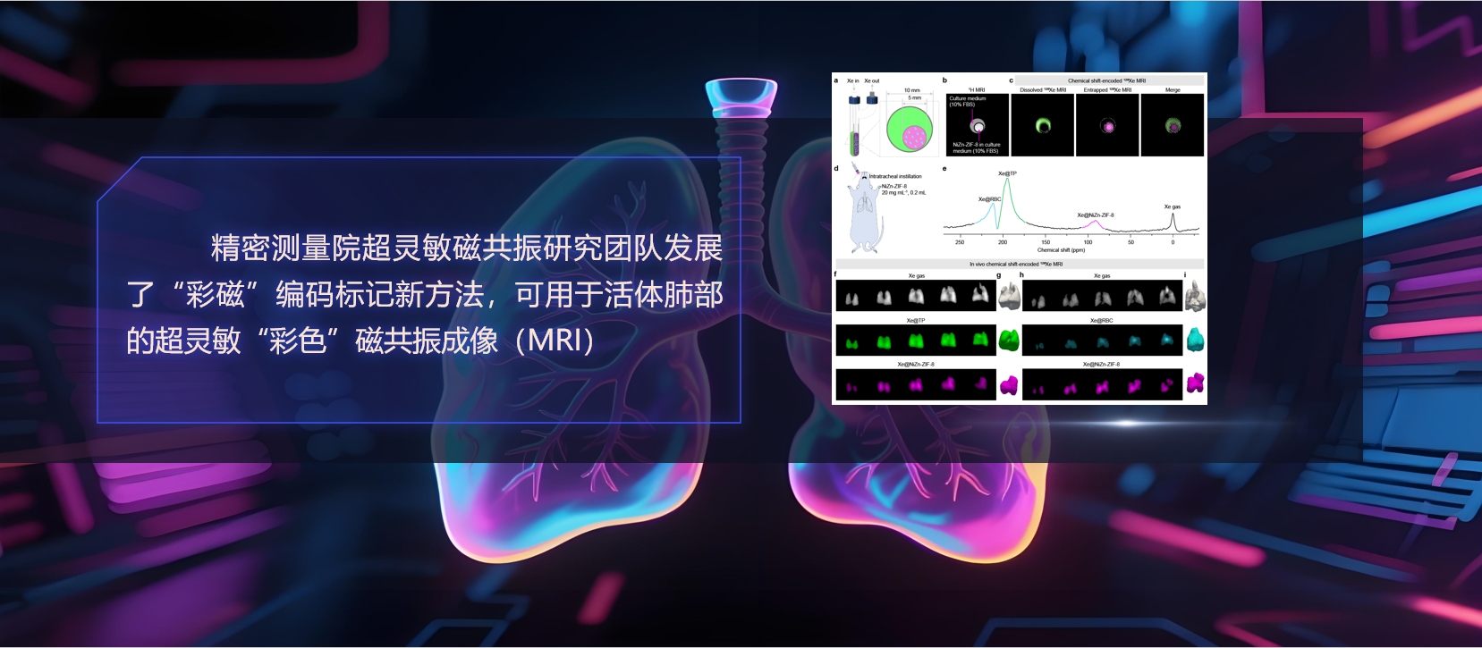 精密测量院发展“彩磁”编码新技术，实现活体肺部“彩色”MRI